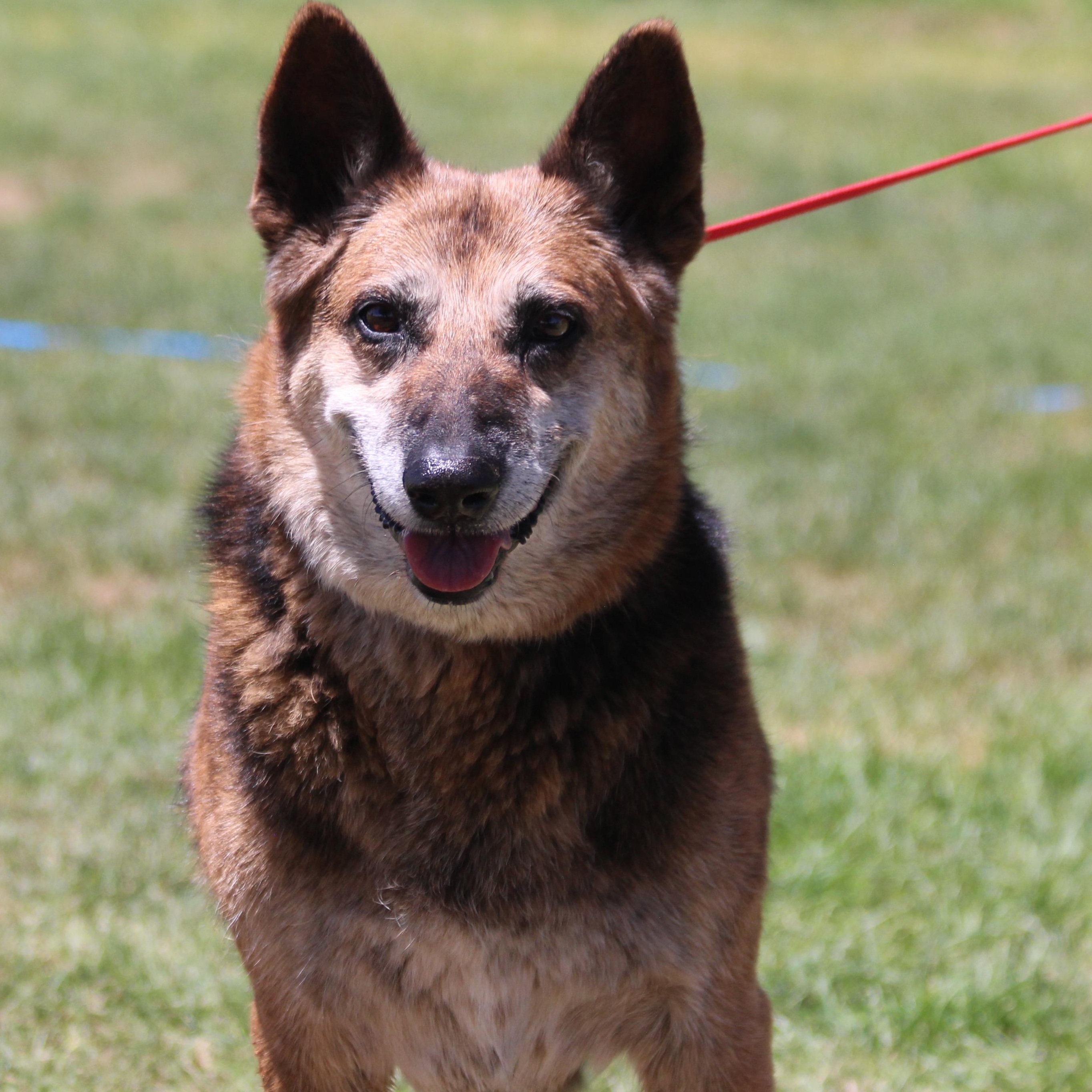 MILLIE, Adoptable, Adult Female German Shepherd Dog.