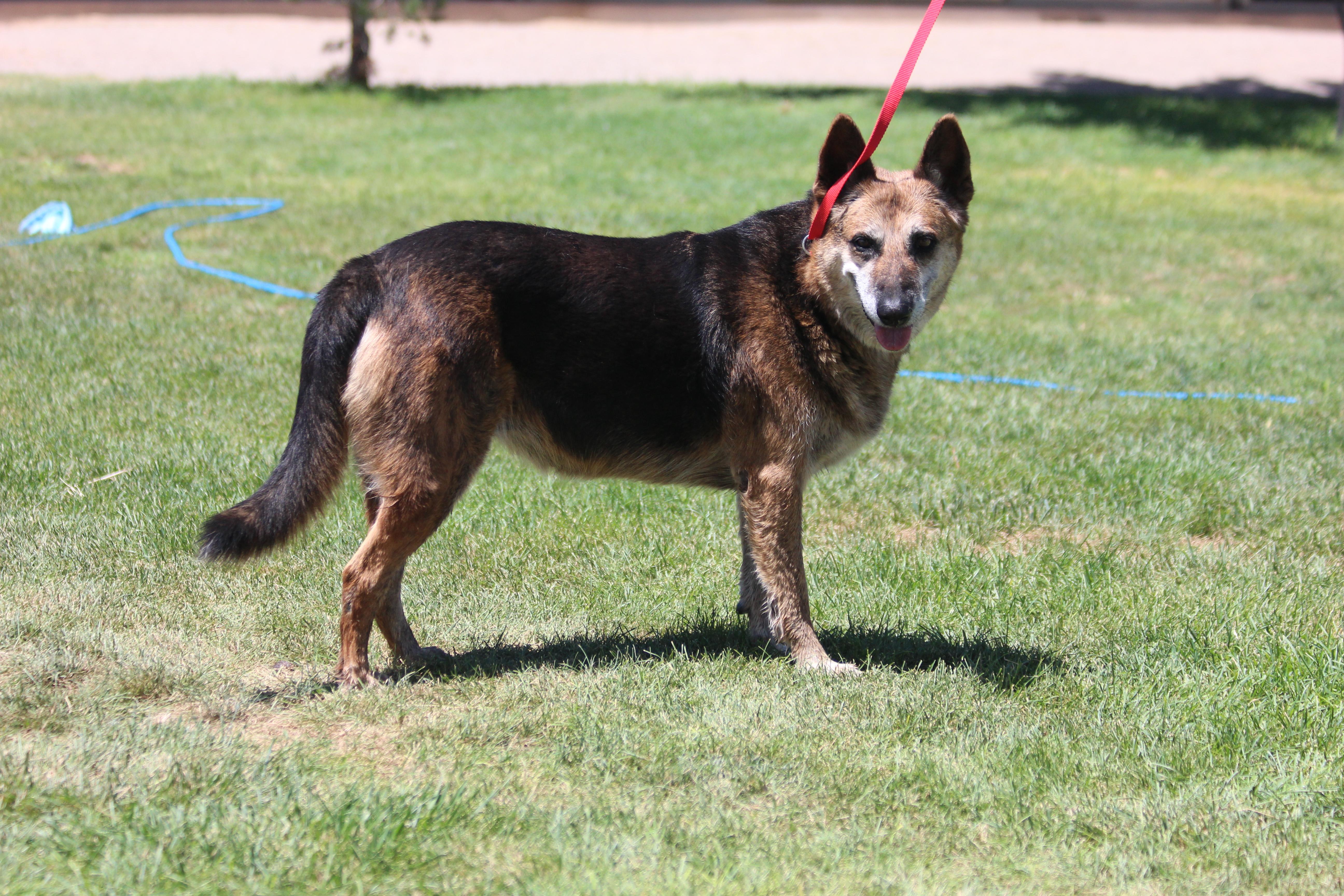 MILLIE, an adoptable German Shepherd Dog in Pearce, AZ, 85625 | Photo Image 3