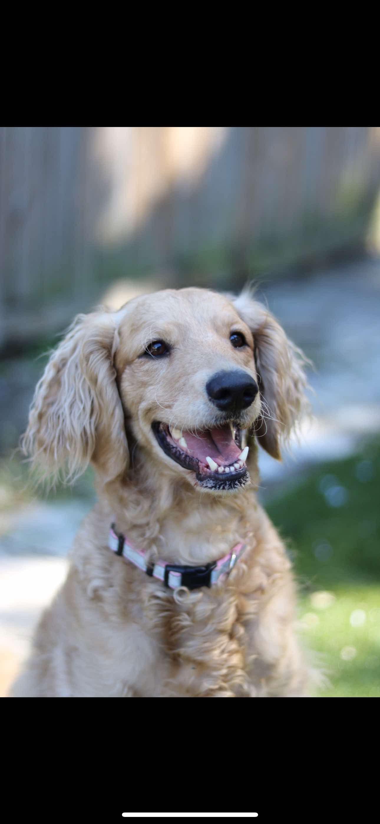 Enlarge Winnie, a Adoptable Goldendoodle in Palm Harbor, FL image 1/6