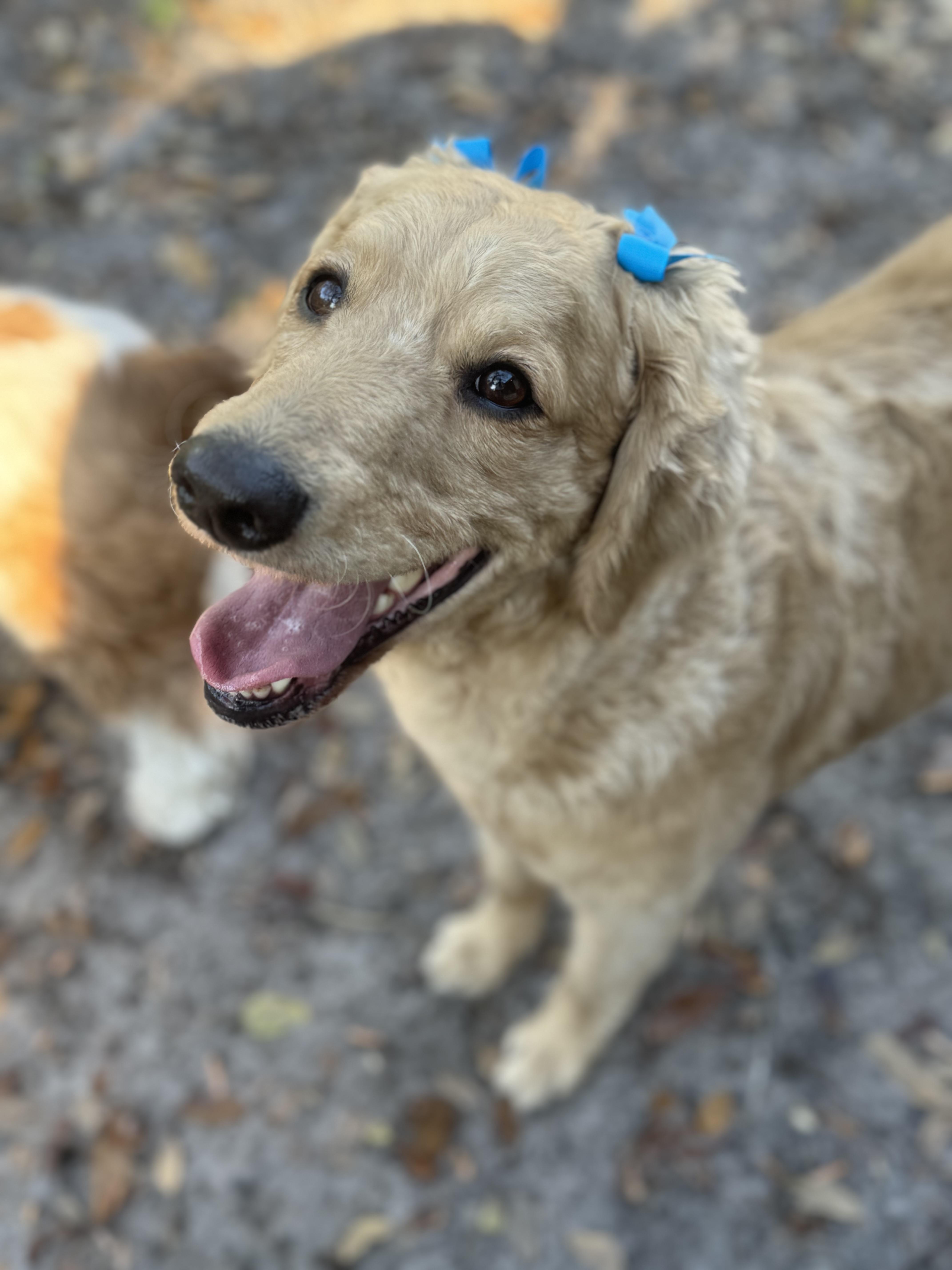 Enlarge Winnie, a Adoptable Goldendoodle in Palm Harbor, FL image 2/6