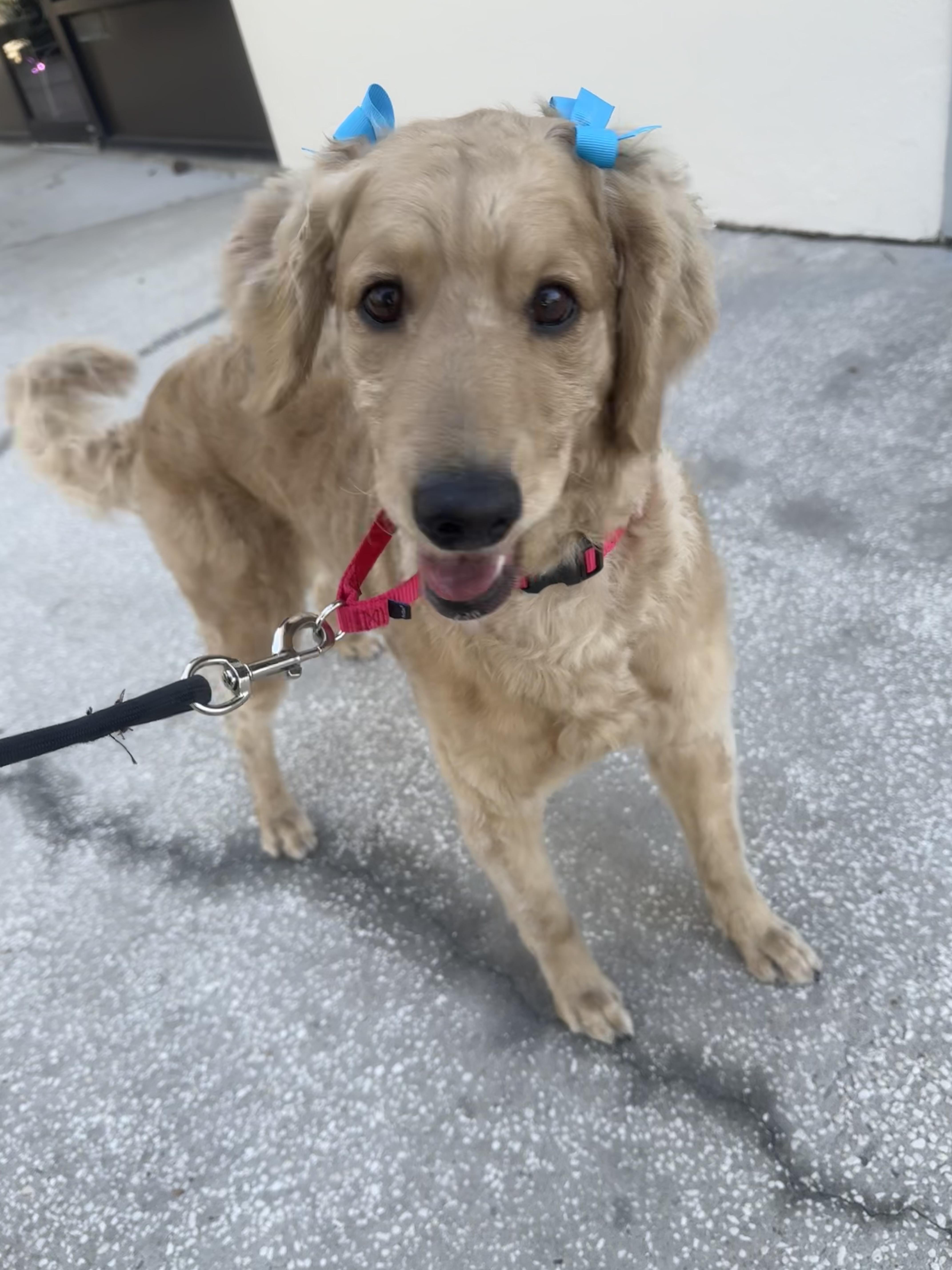 Enlarge Winnie, a Adoptable Goldendoodle in Palm Harbor, FL image 3/6