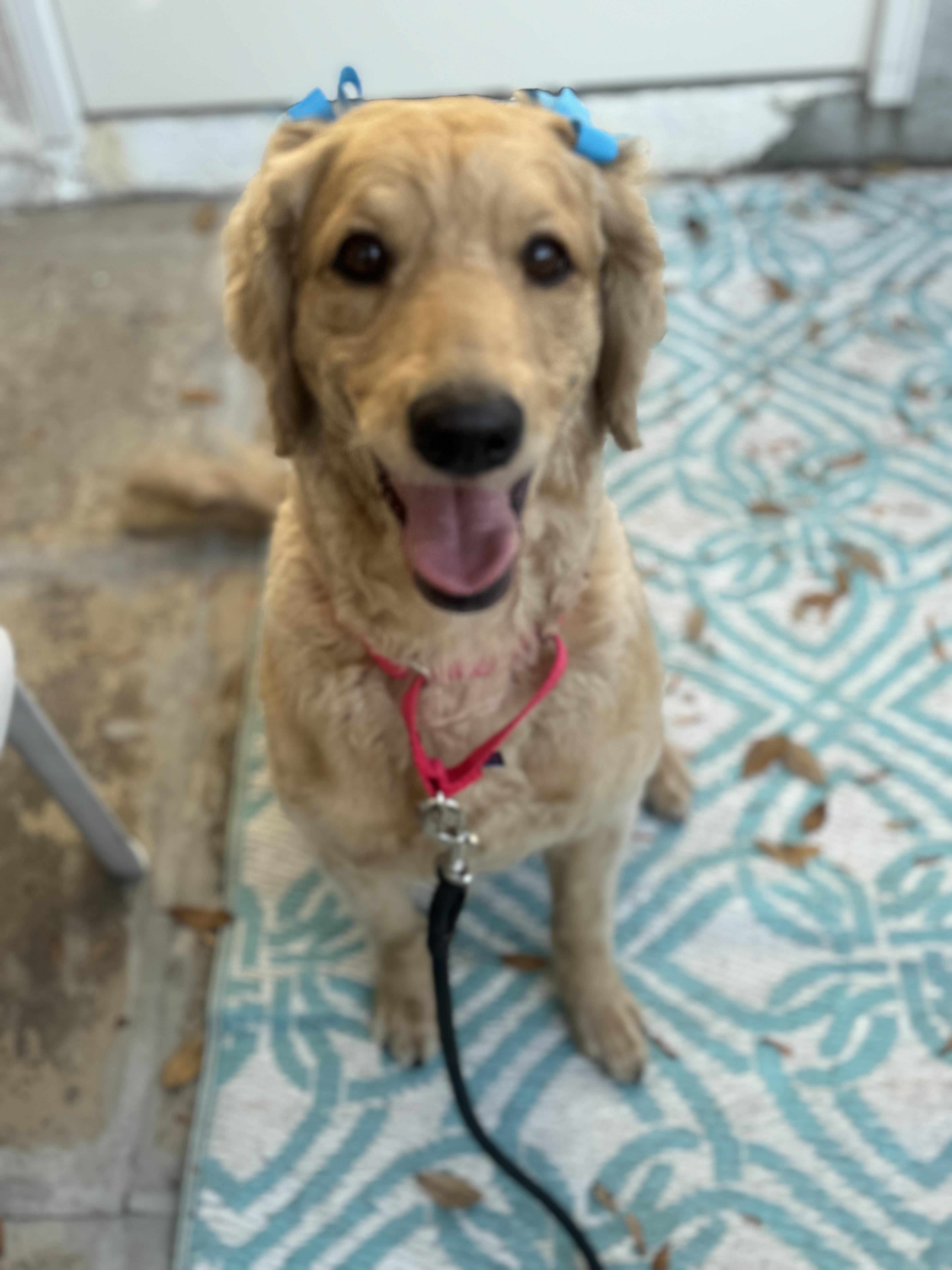 Enlarge Winnie, a Adoptable Goldendoodle in Palm Harbor, FL image 4/6