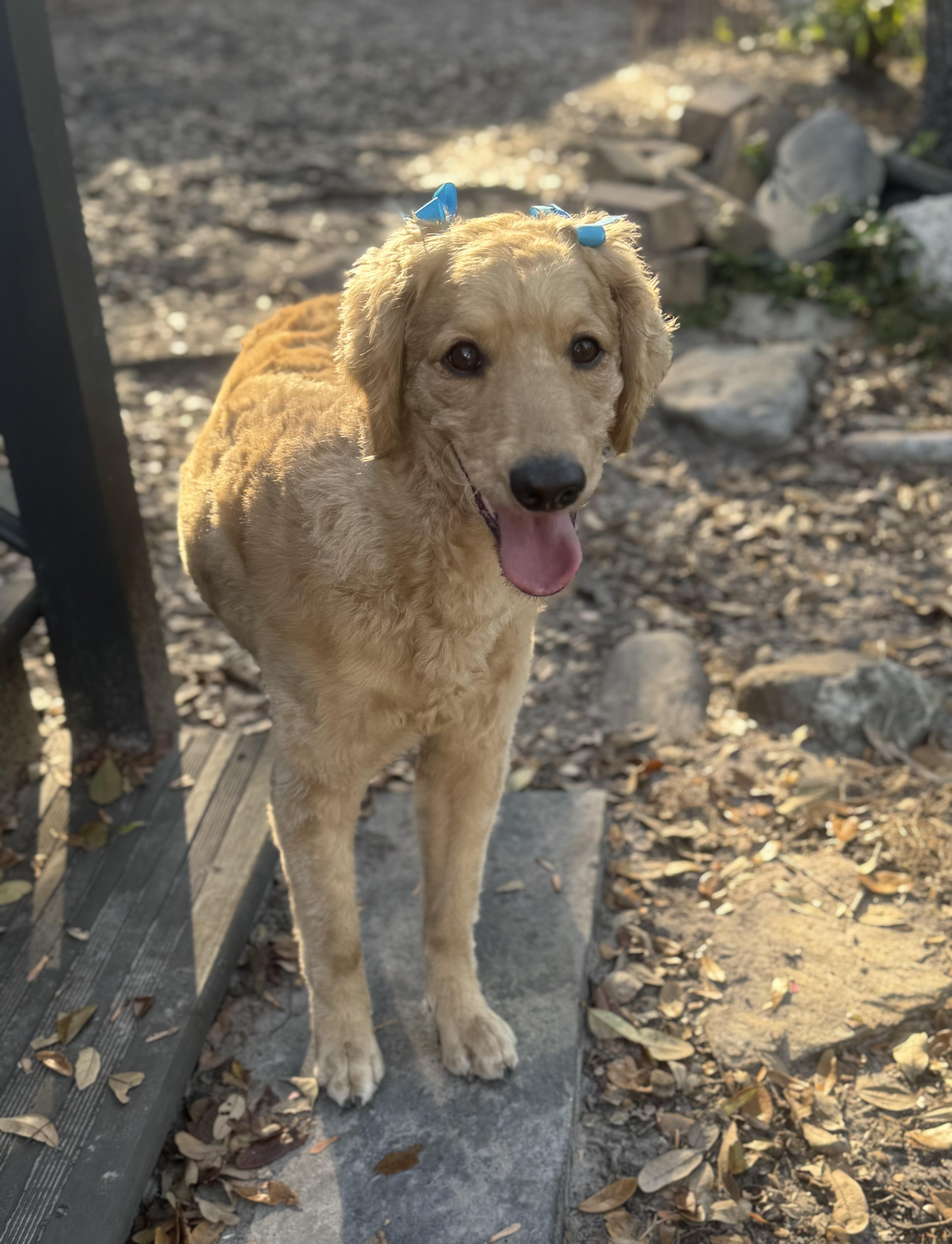 Enlarge Winnie, a Adoptable Goldendoodle in Palm Harbor, FL image 5/6