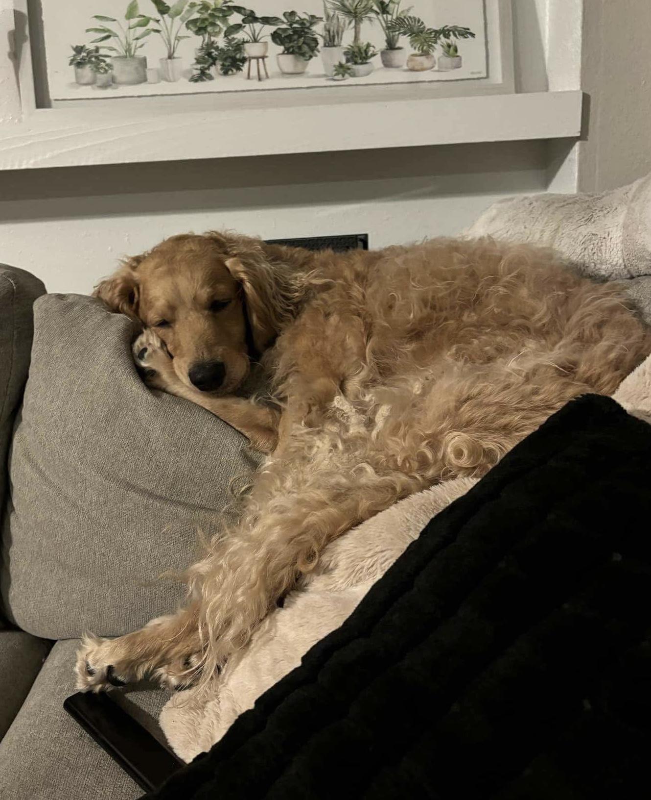 Enlarge Winnie, a Adoptable Goldendoodle in Palm Harbor, FL image 6/6