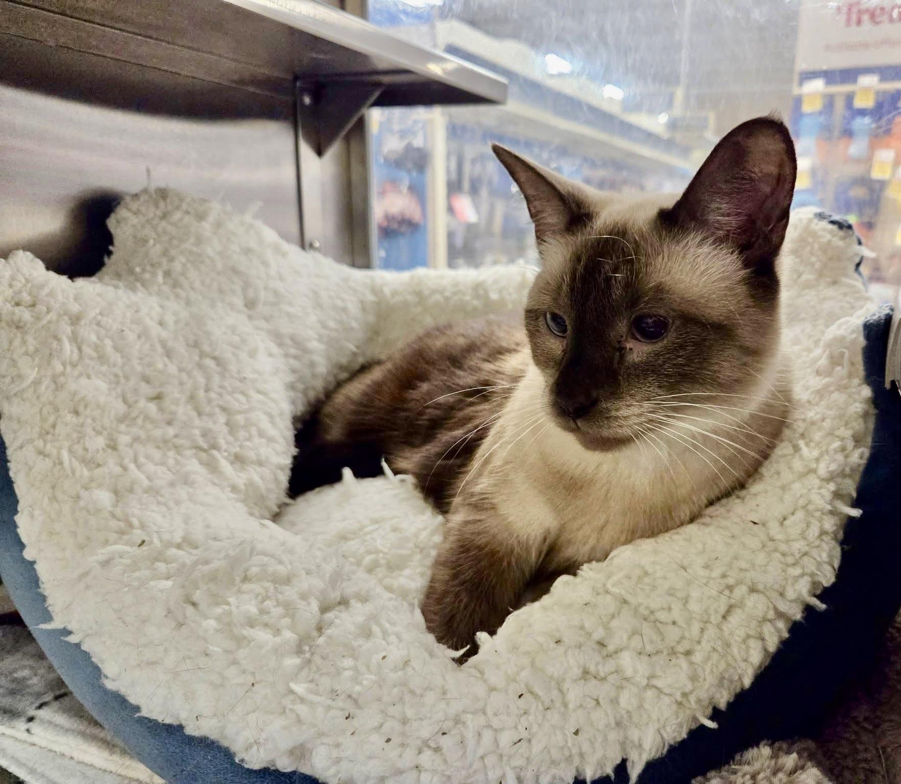 Enlarge Marissa Siamese, a Adopted Siamese in Jackson, GA image 5/5