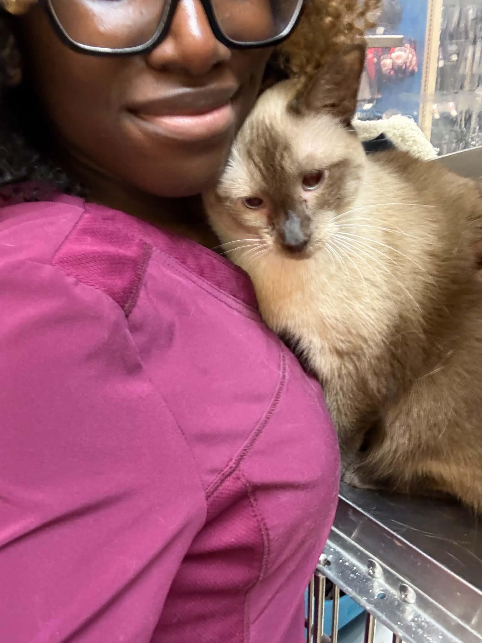Enlarge Marissa Siamese, a Adopted Siamese in Jackson, GA image 4/5