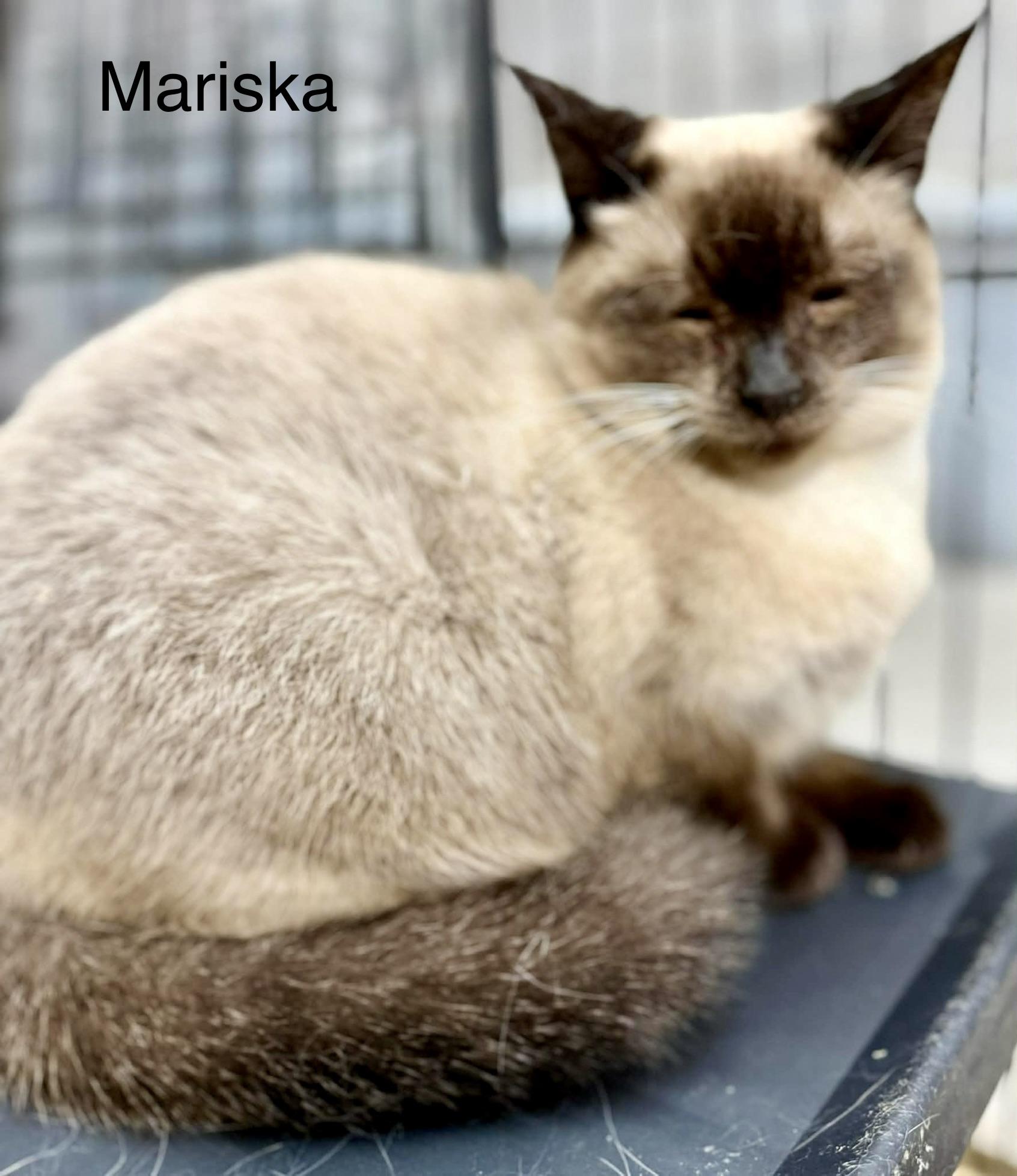 Enlarge Marissa Siamese, a Adopted Siamese in Jackson, GA image 1/5