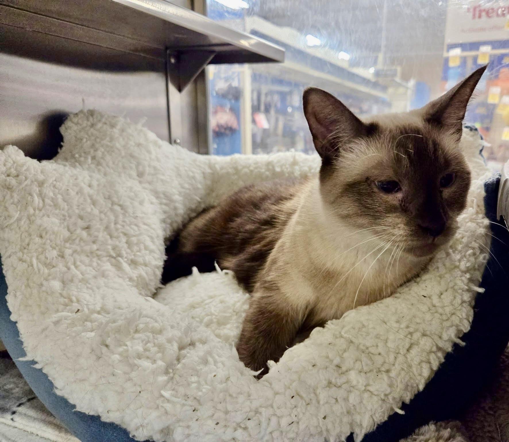 Enlarge Marissa Siamese, a Adopted Siamese in Jackson, GA image 2/5