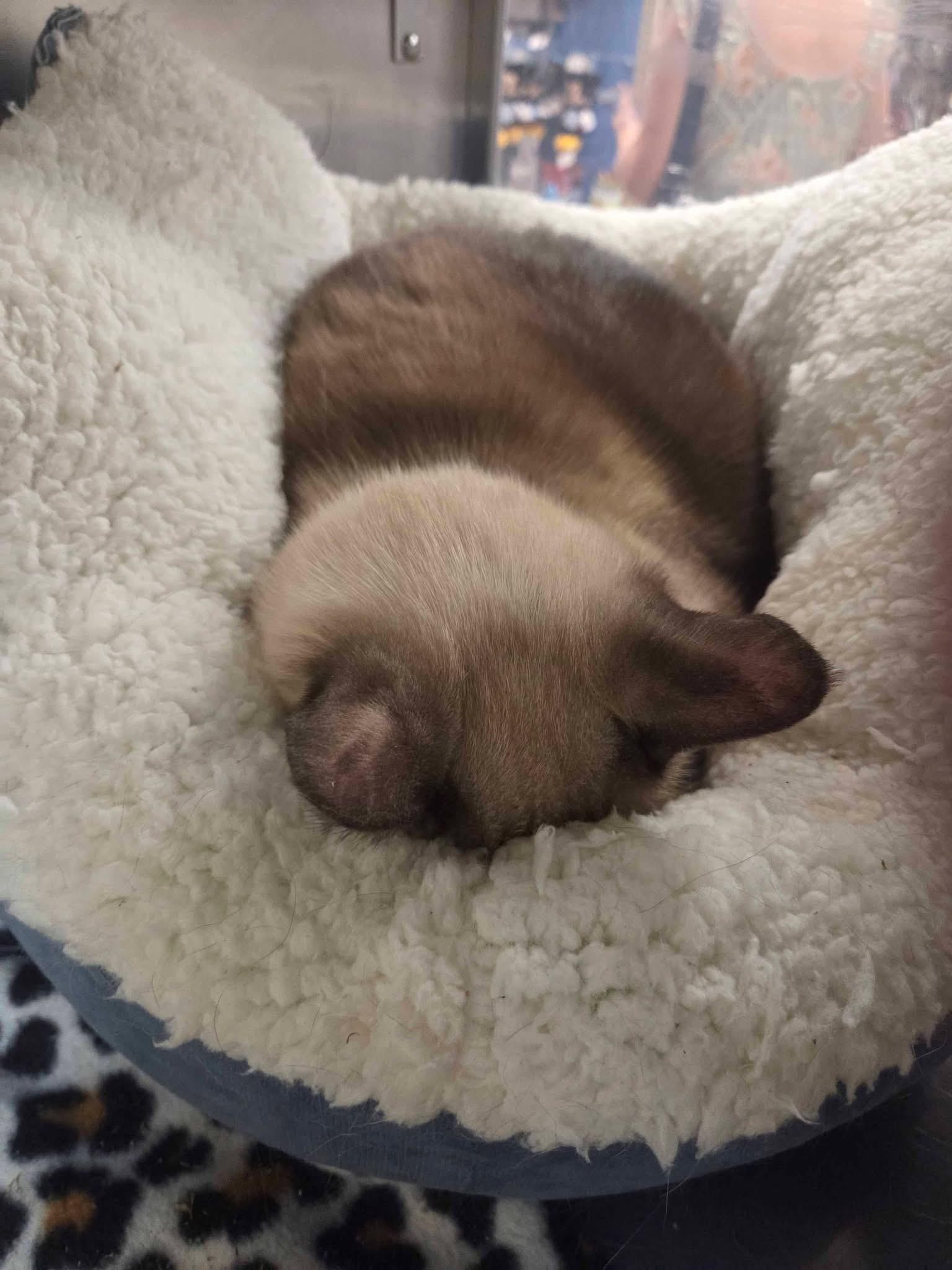 Enlarge Marissa Siamese, a Adopted Siamese in Jackson, GA image 3/5