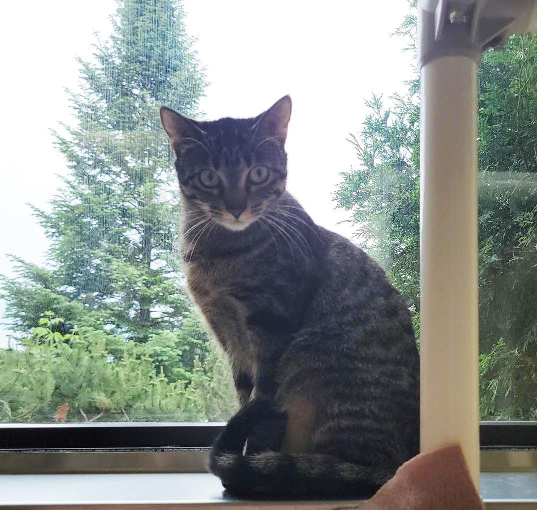 Needle, a Adoptable Domestic Short Hair in Plover, WI image 1/3