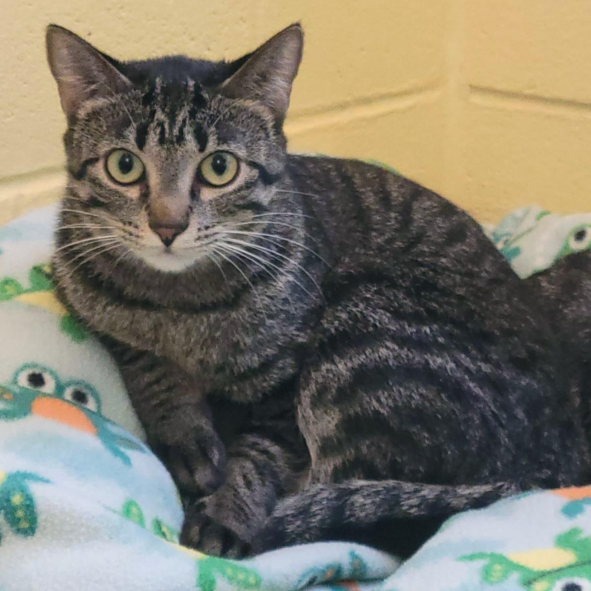 Needle, a Adoptable Domestic Short Hair in Plover, WI image 3/3