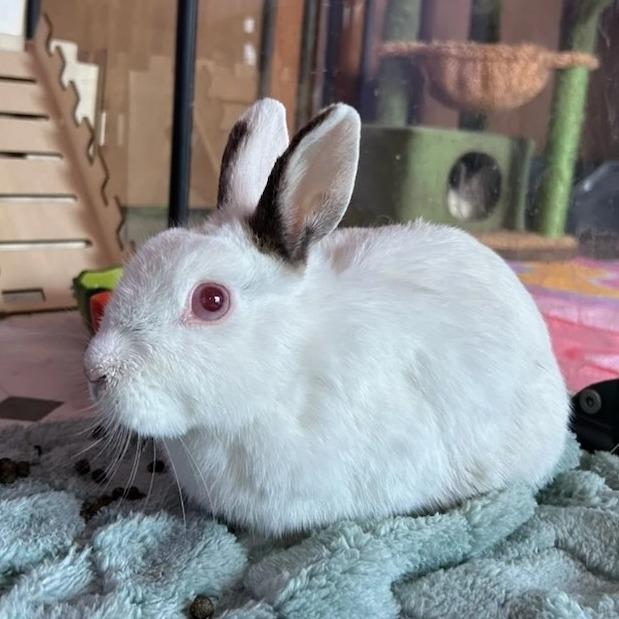 Lili, a Adoptable Netherland Dwarf in Elverta, CA image 1/4