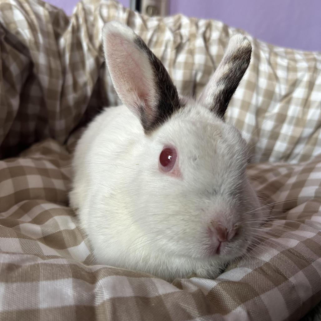 Lili, a Adoptable Netherland Dwarf in Elverta, CA image 2/4