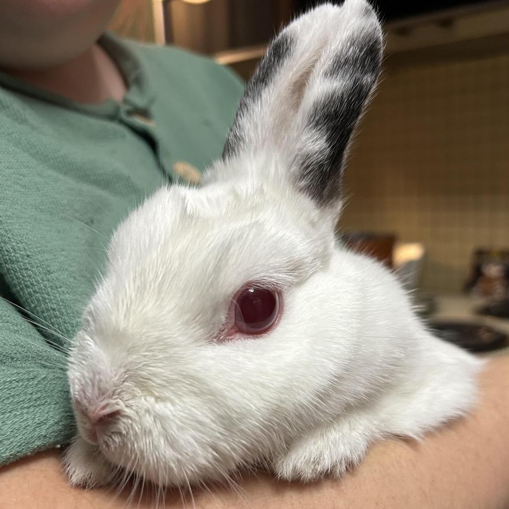 Lili, a Adoptable Netherland Dwarf in Elverta, CA image 3/4