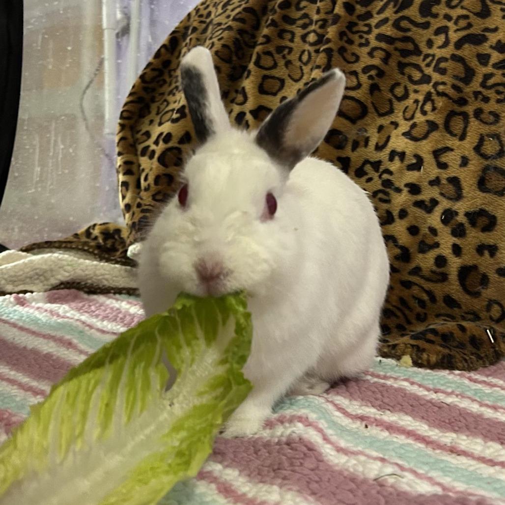 Lili, a Adoptable Netherland Dwarf in Elverta, CA image 4/4