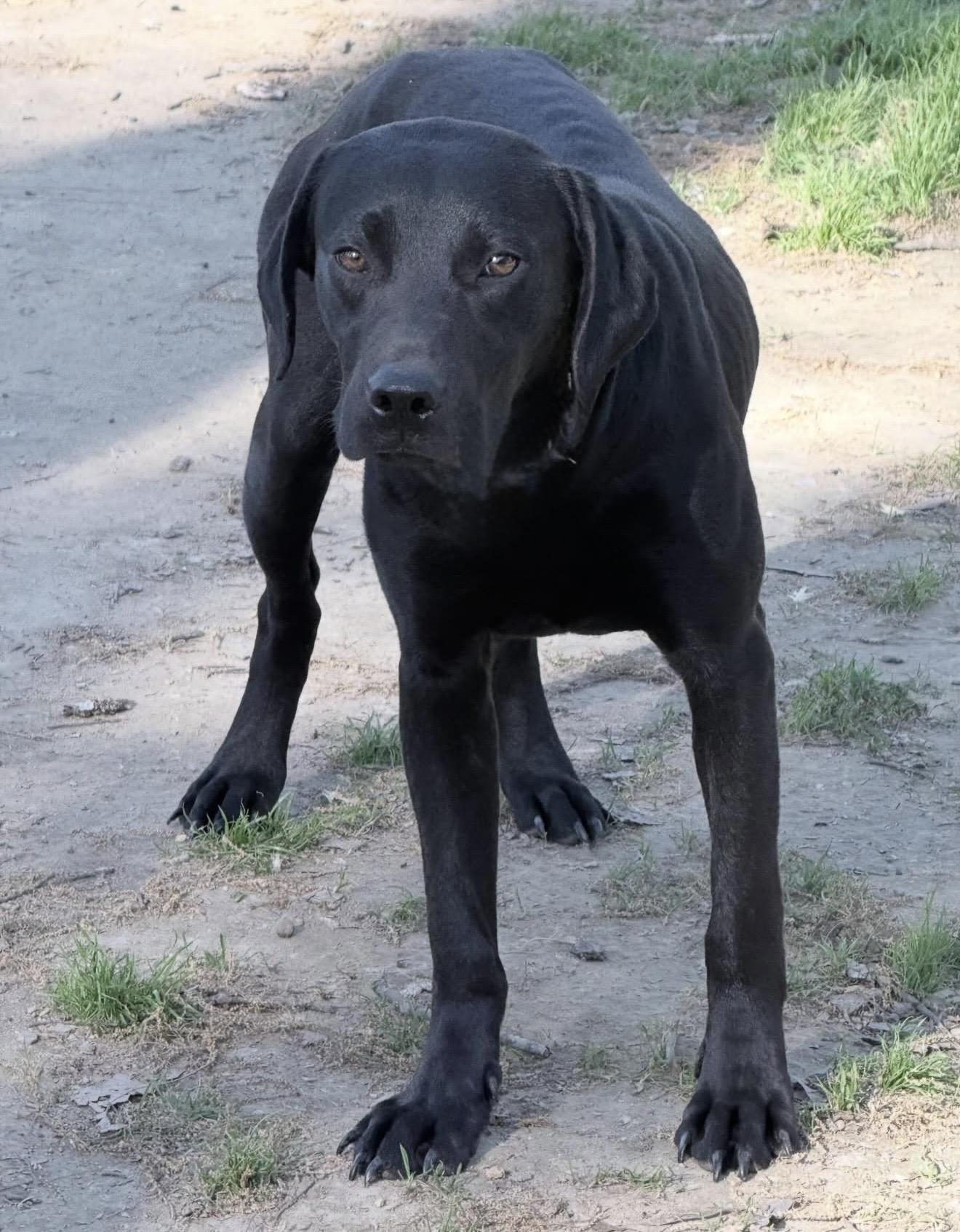Enlarge Julie, a Adoptable mixed breed in Bedminster, NJ image 2/4