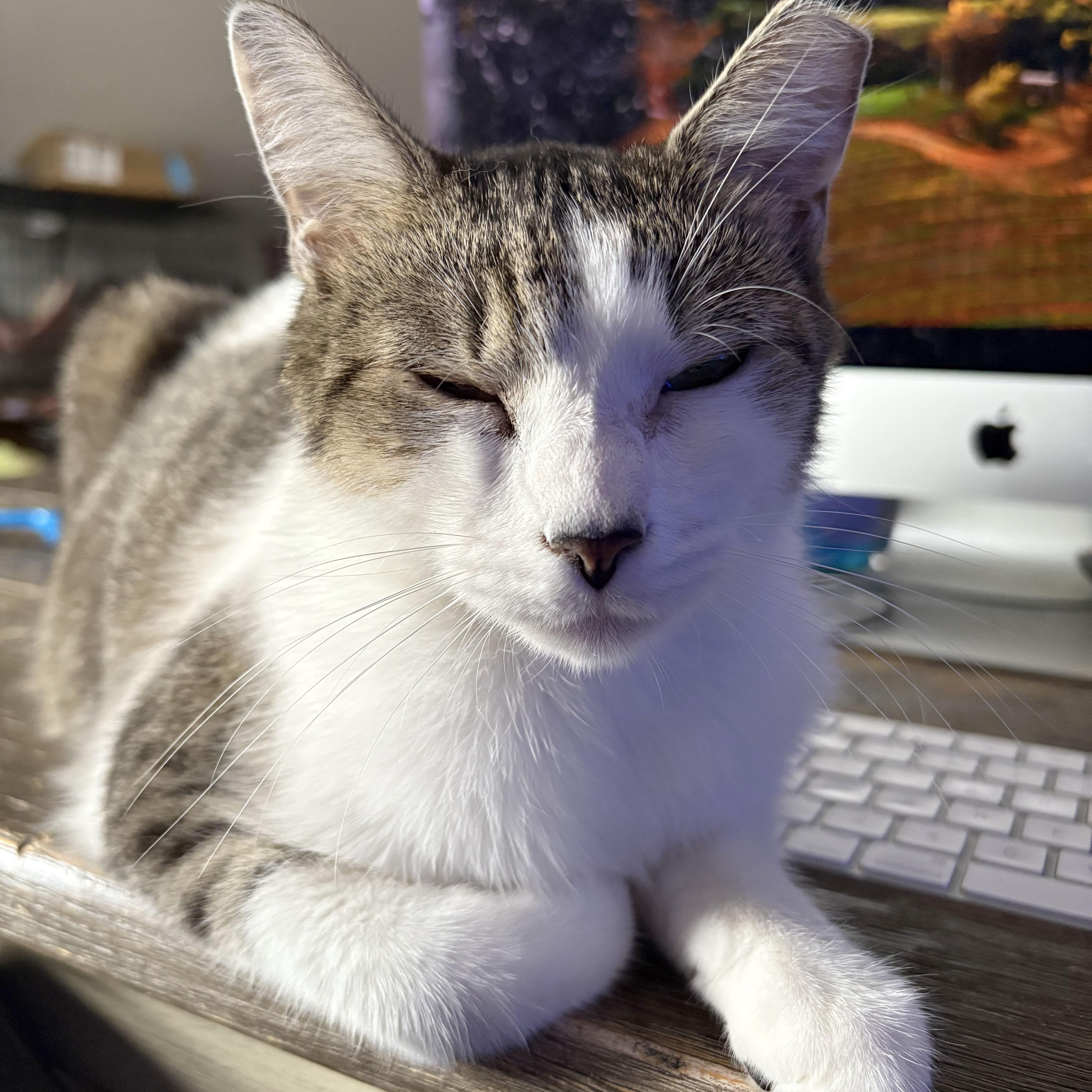 Rammy, a Adoptable Domestic Short Hair in Mauldin, SC image 1/6