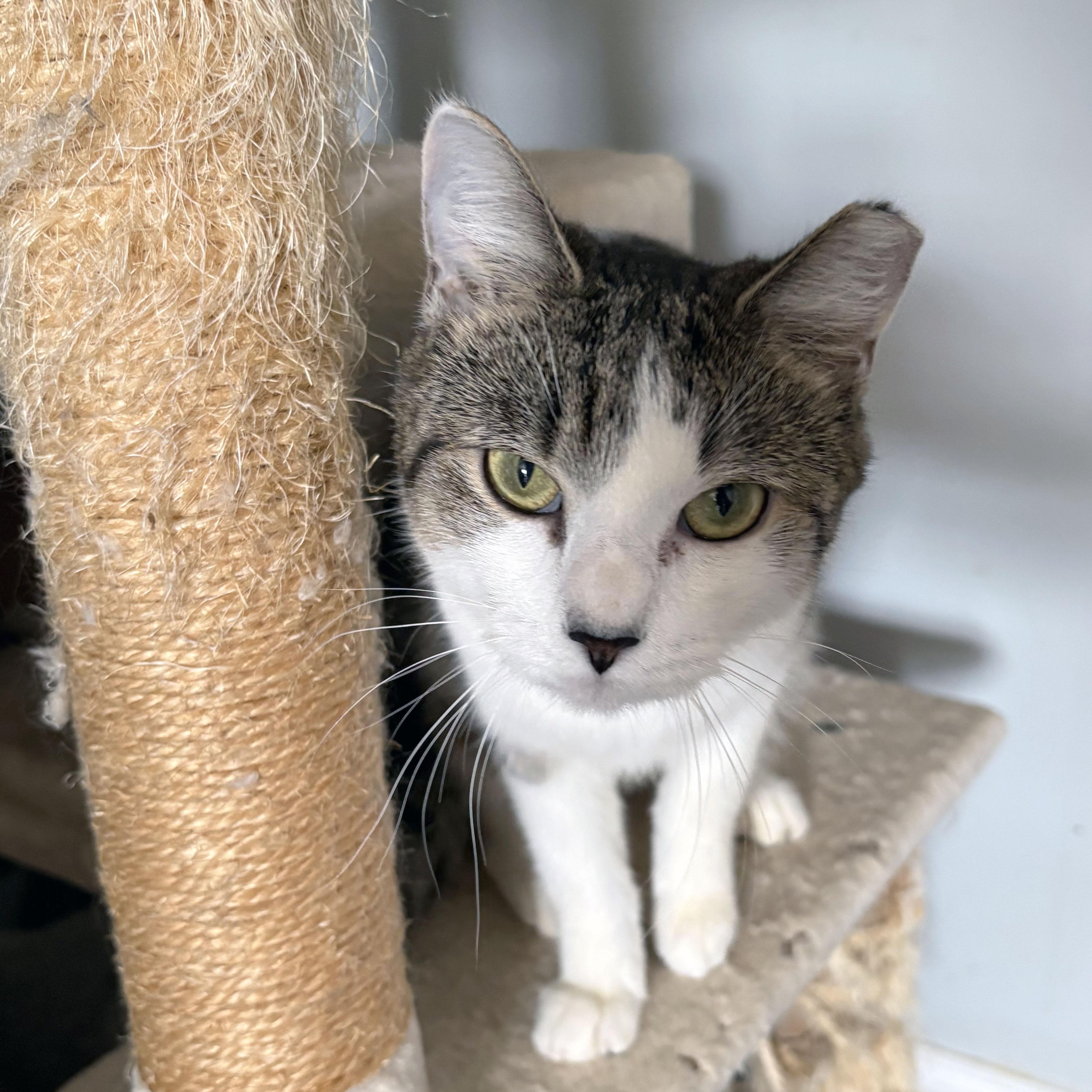 Rammy, a Adoptable Domestic Short Hair in Mauldin, SC image 2/6