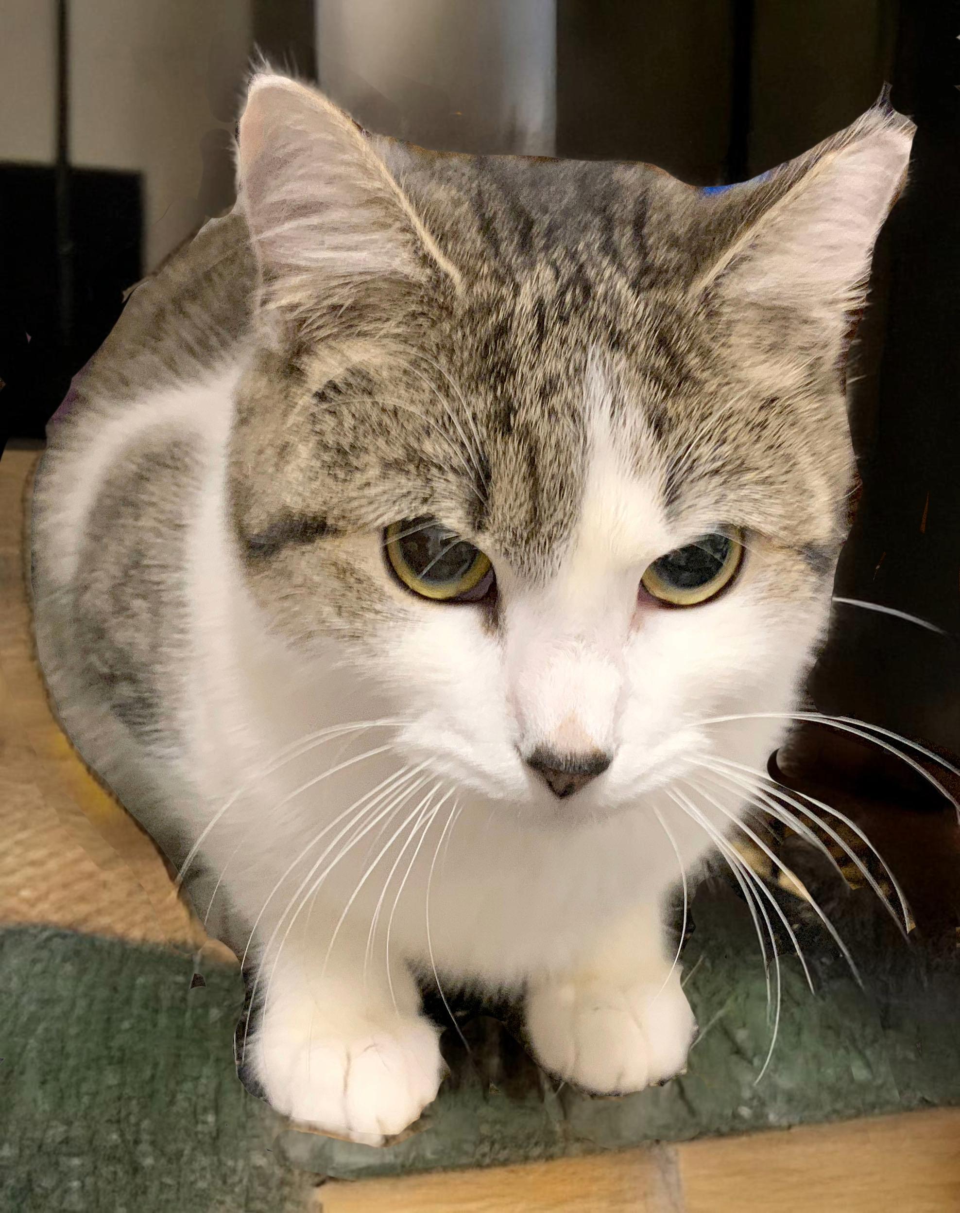 Rammy, a Adoptable Domestic Short Hair in Mauldin, SC image 6/6