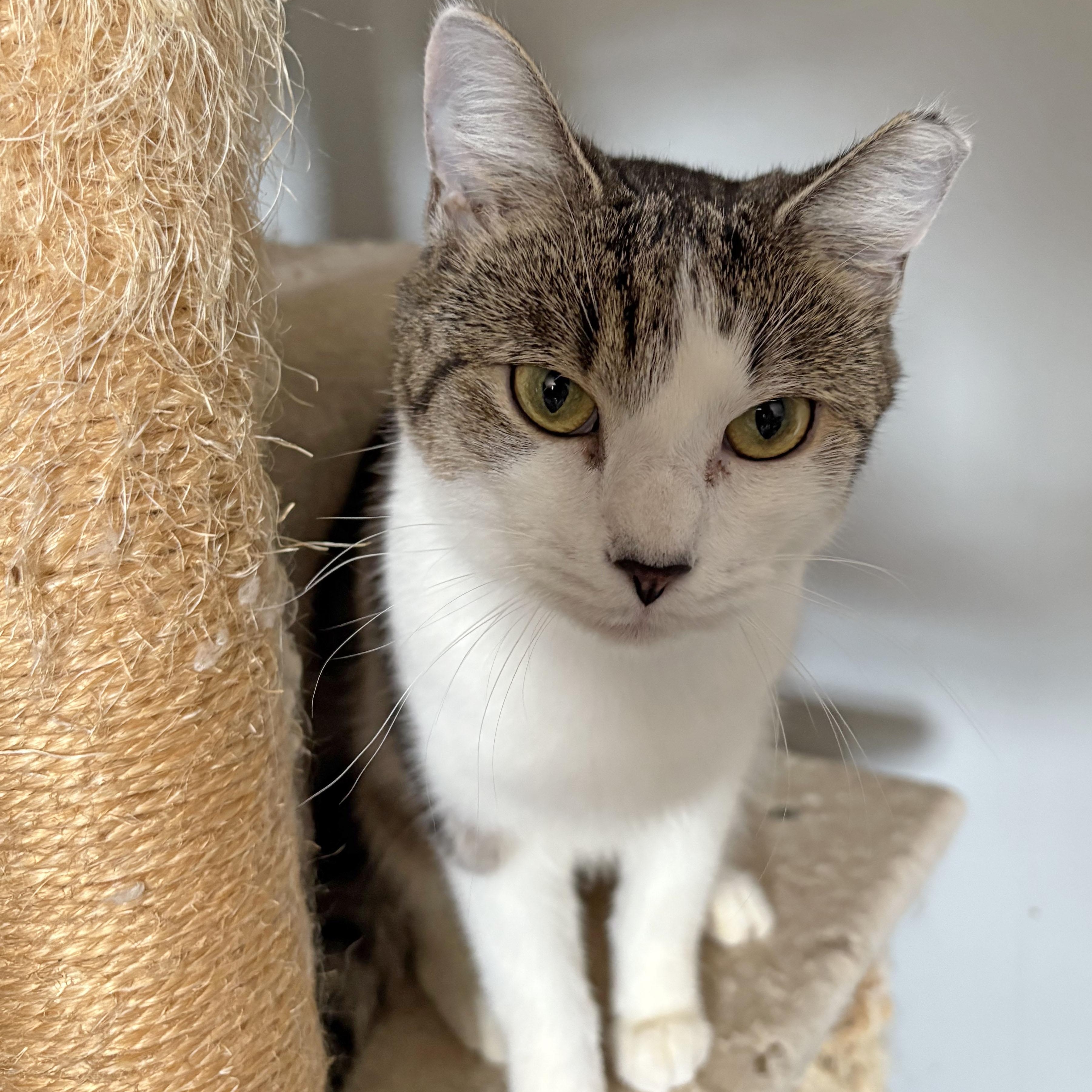 Rammy, a Adoptable Domestic Short Hair in Mauldin, SC image 5/6