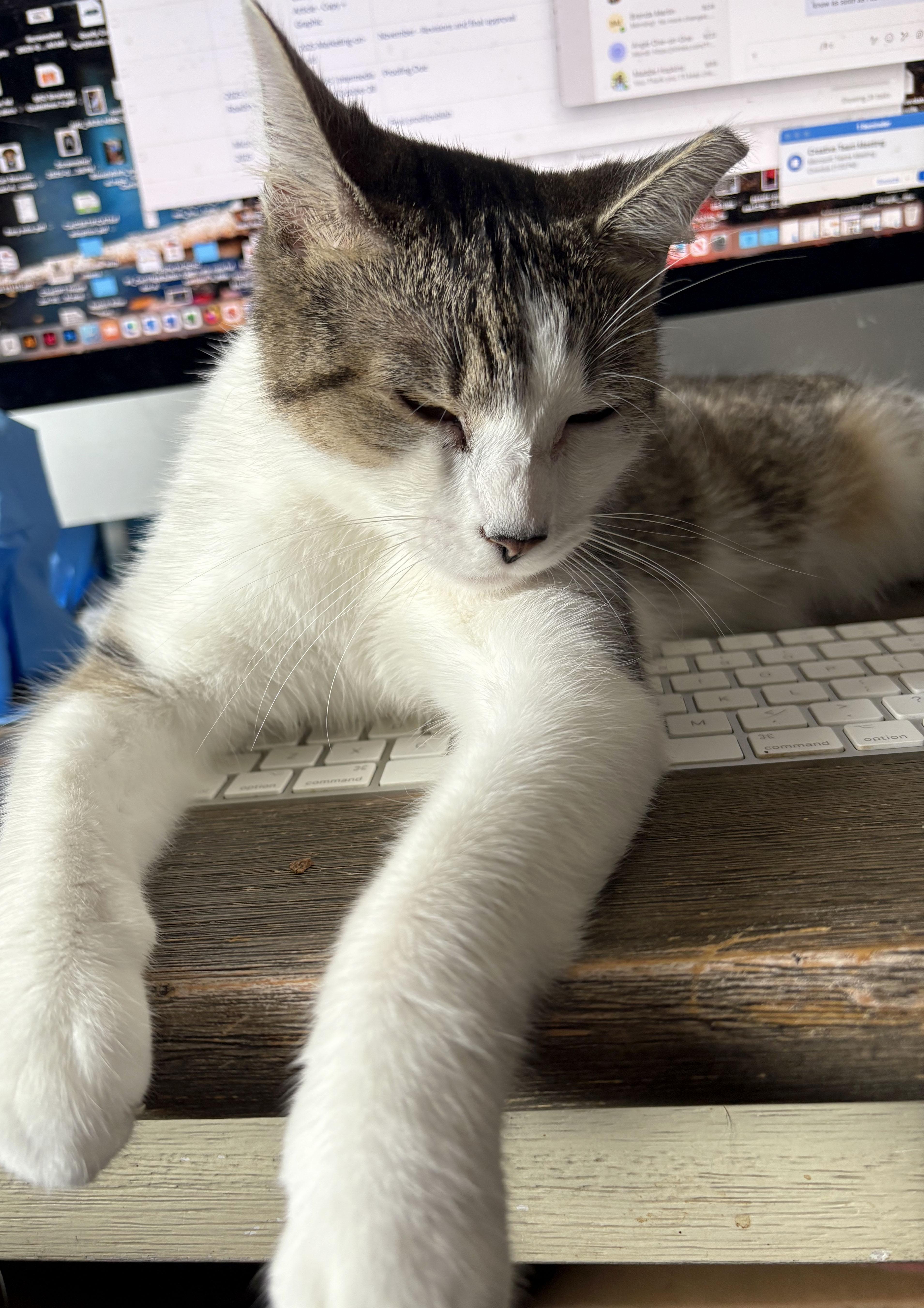 Rammy, a Adoptable Domestic Short Hair in Mauldin, SC image 3/6