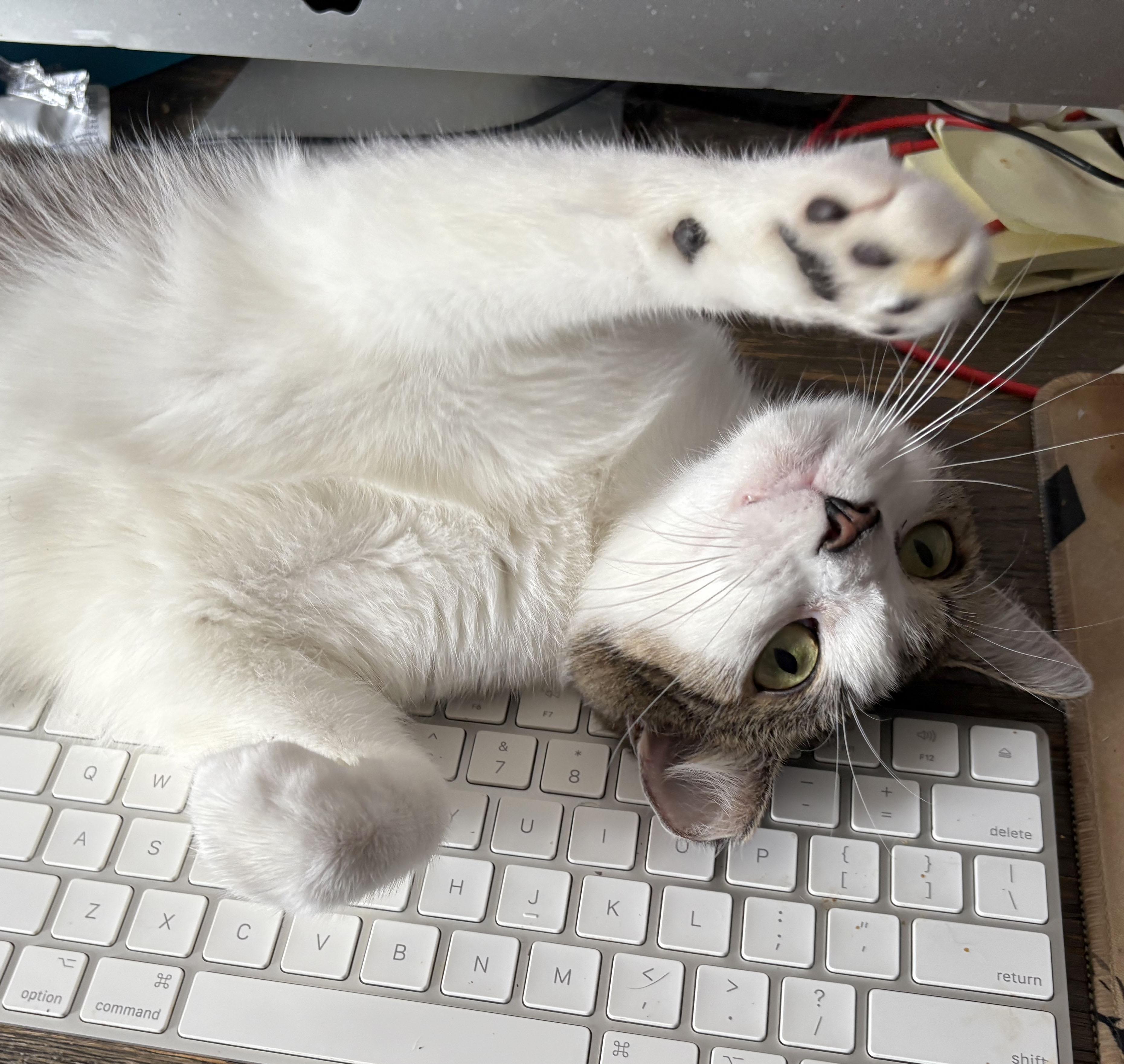 Rammy, a Adoptable Domestic Short Hair in Mauldin, SC image 4/6