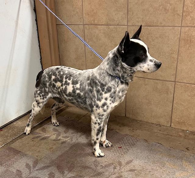Spike, an adoptable Australian Cattle Dog / Blue Heeler in Denison, IA, 51442 | Photo Image 2
