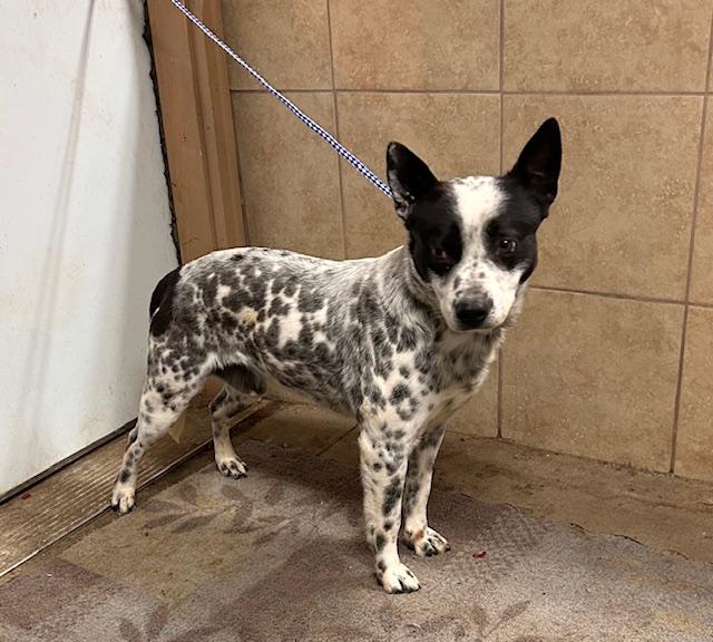 Spike, an adoptable Australian Cattle Dog / Blue Heeler in Denison, IA, 51442 | Photo Image 1