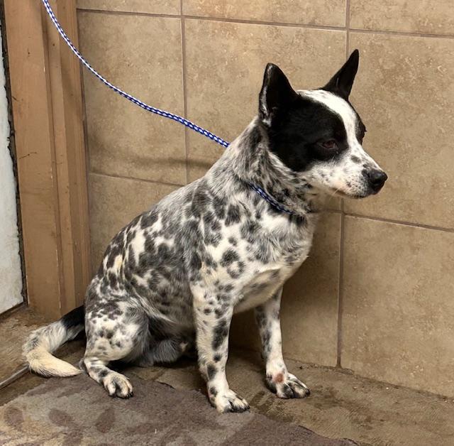 Spike, an adoptable Australian Cattle Dog / Blue Heeler in Denison, IA, 51442 | Photo Image 3