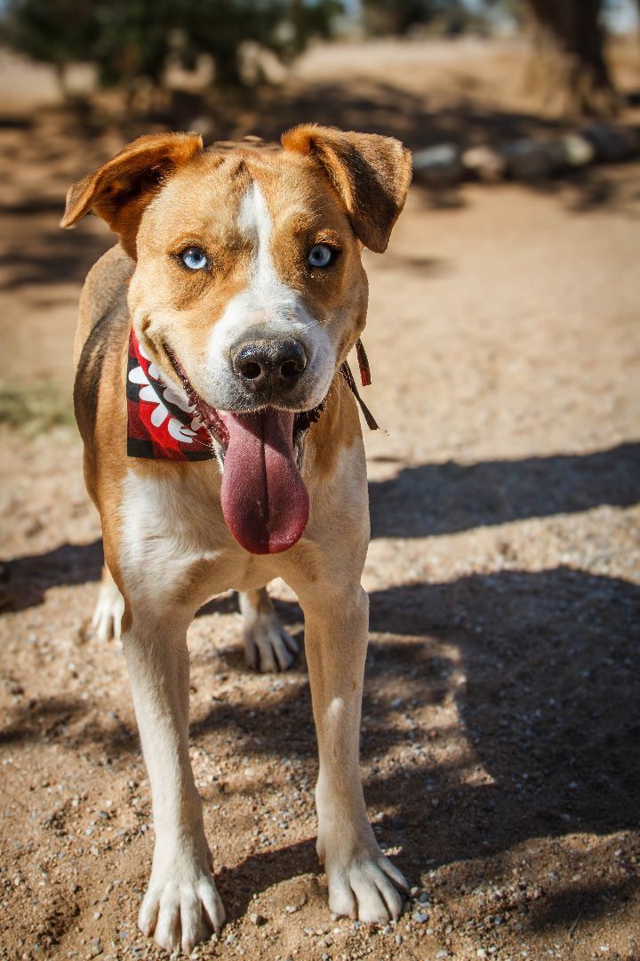 Enlarge Charlie, a Adoptable mixed breed in Yucca Valley, CA image 2/6