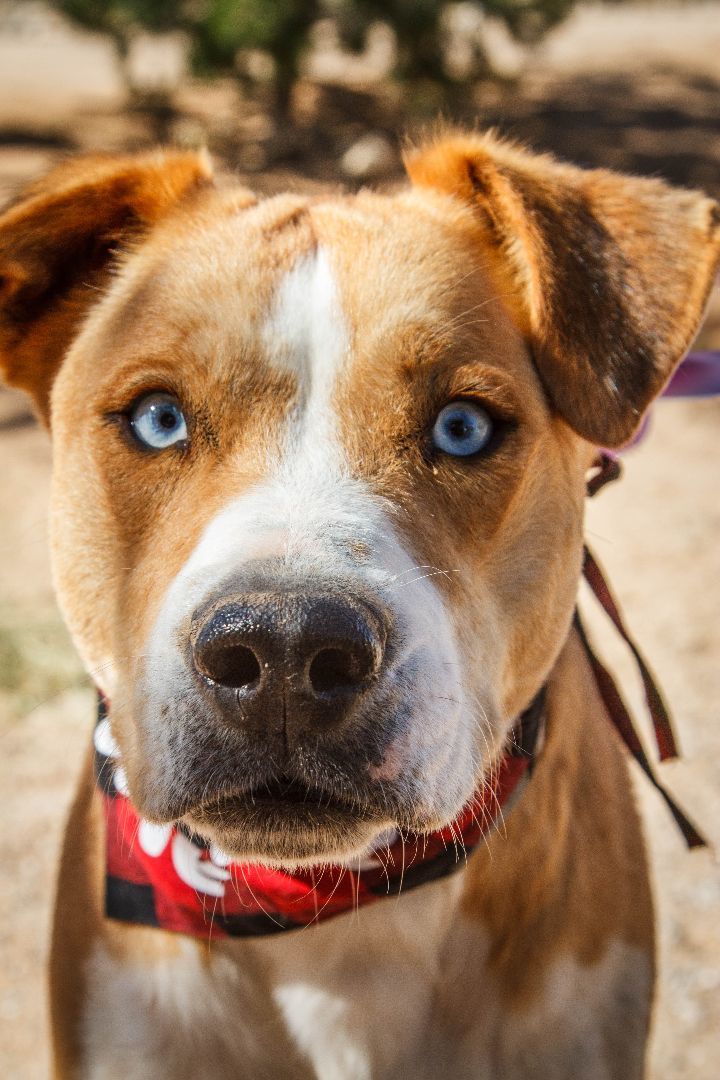 Enlarge Charlie, a Adoptable mixed breed in Yucca Valley, CA image 1/6