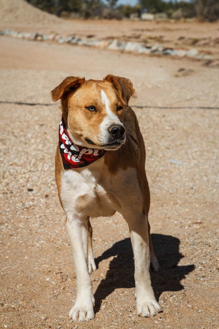 Enlarge Charlie, a Adoptable mixed breed in Yucca Valley, CA image 3/6