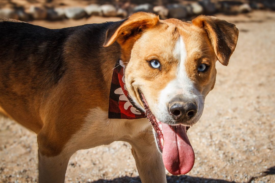 Enlarge Charlie, a Adoptable mixed breed in Yucca Valley, CA image 4/6