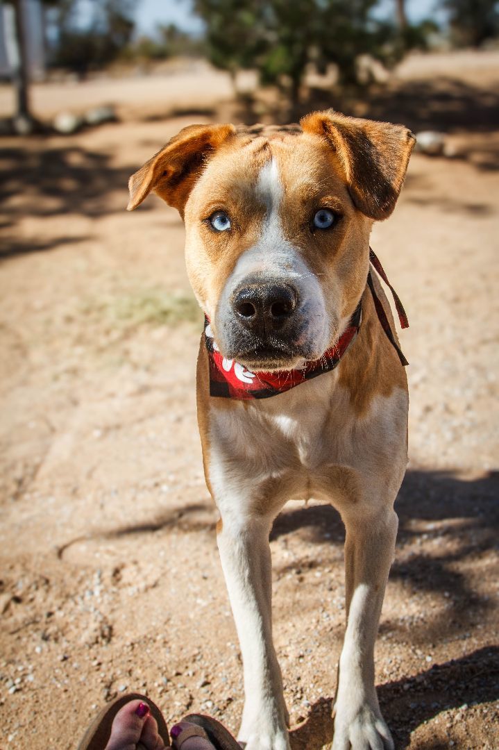 Enlarge Charlie, a Adoptable mixed breed in Yucca Valley, CA image 5/6