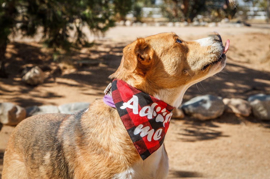 Enlarge Charlie, a Adoptable mixed breed in Yucca Valley, CA image 6/6