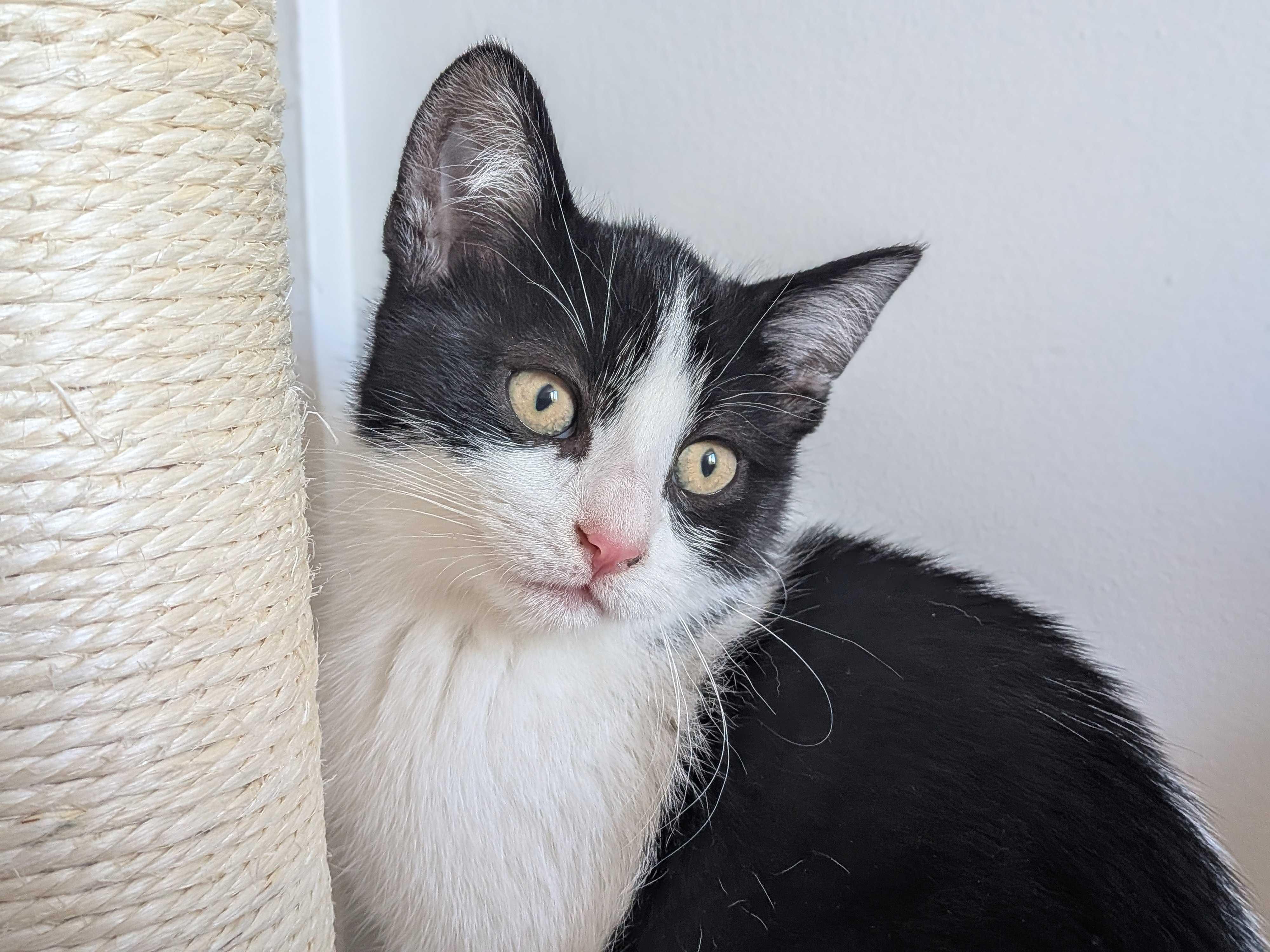 Oni, a Adoptable Domestic Short Hair in Wakefield, QC image 1/6