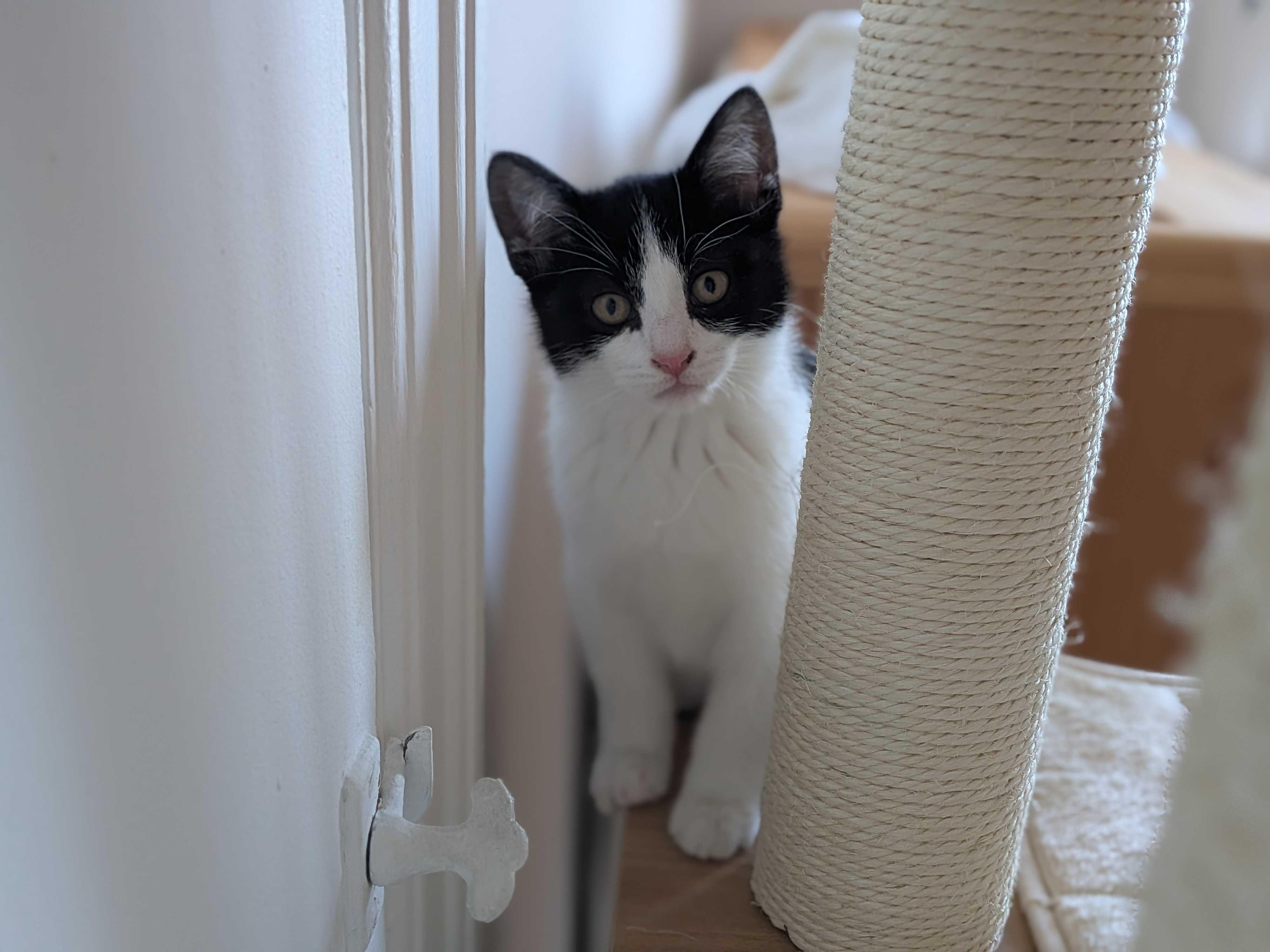 Oni, a Adoptable Domestic Short Hair in Wakefield, QC image 3/6