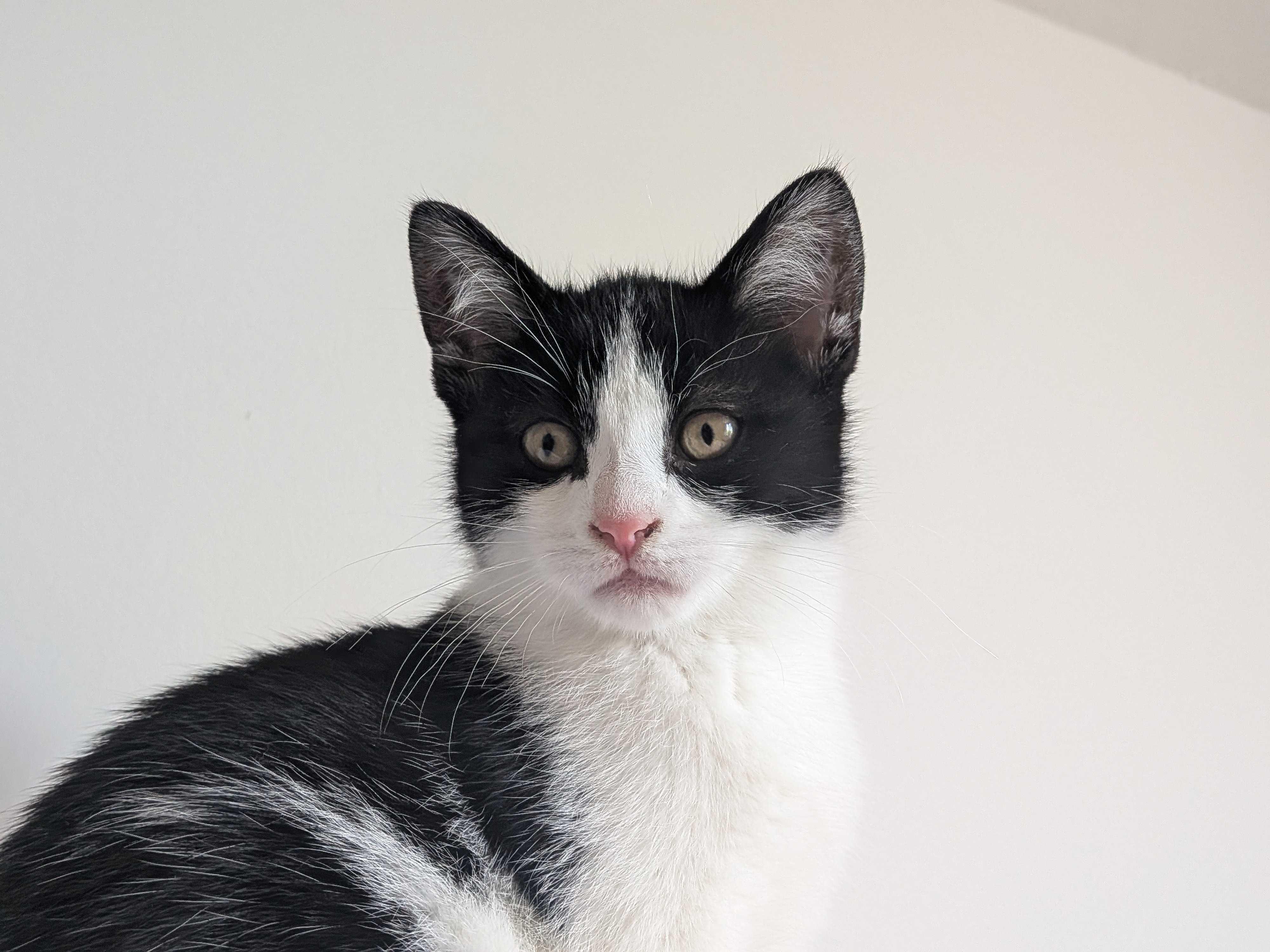 Oni, a Adoptable Domestic Short Hair in Wakefield, QC image 4/6