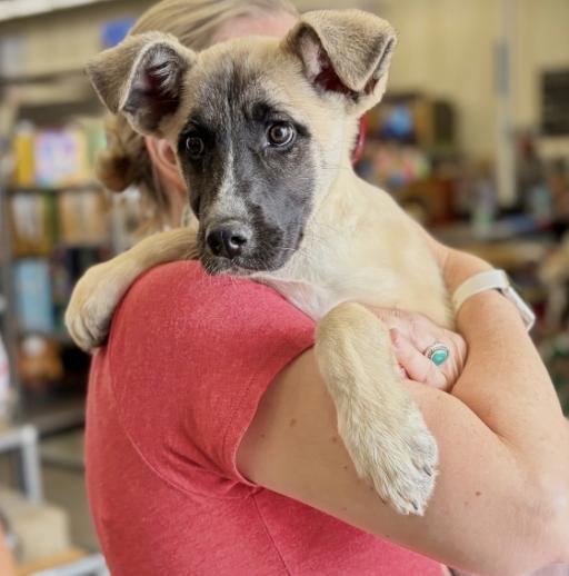 Kotara, a ADOPTABLE mixed breed in Boston, MA image 4/6