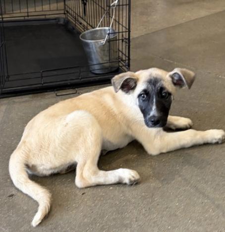 Kotara, a ADOPTABLE mixed breed in Boston, MA image 3/6