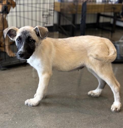 Kotara, a ADOPTABLE mixed breed in Boston, MA image 5/6