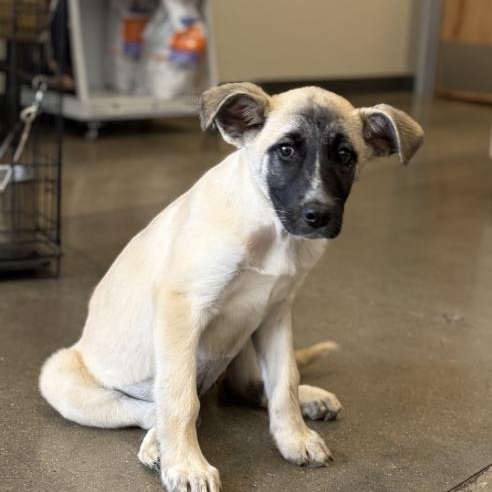 Kotara, ADOPTABLE, Puppy Female Anatolian Shepherd.