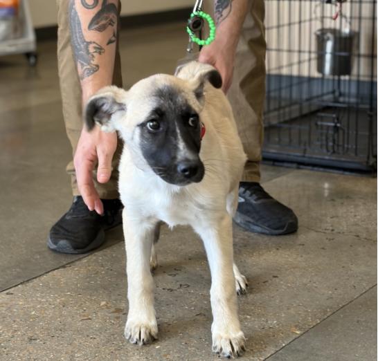 Kotara, a ADOPTABLE mixed breed in Boston, MA image 2/6