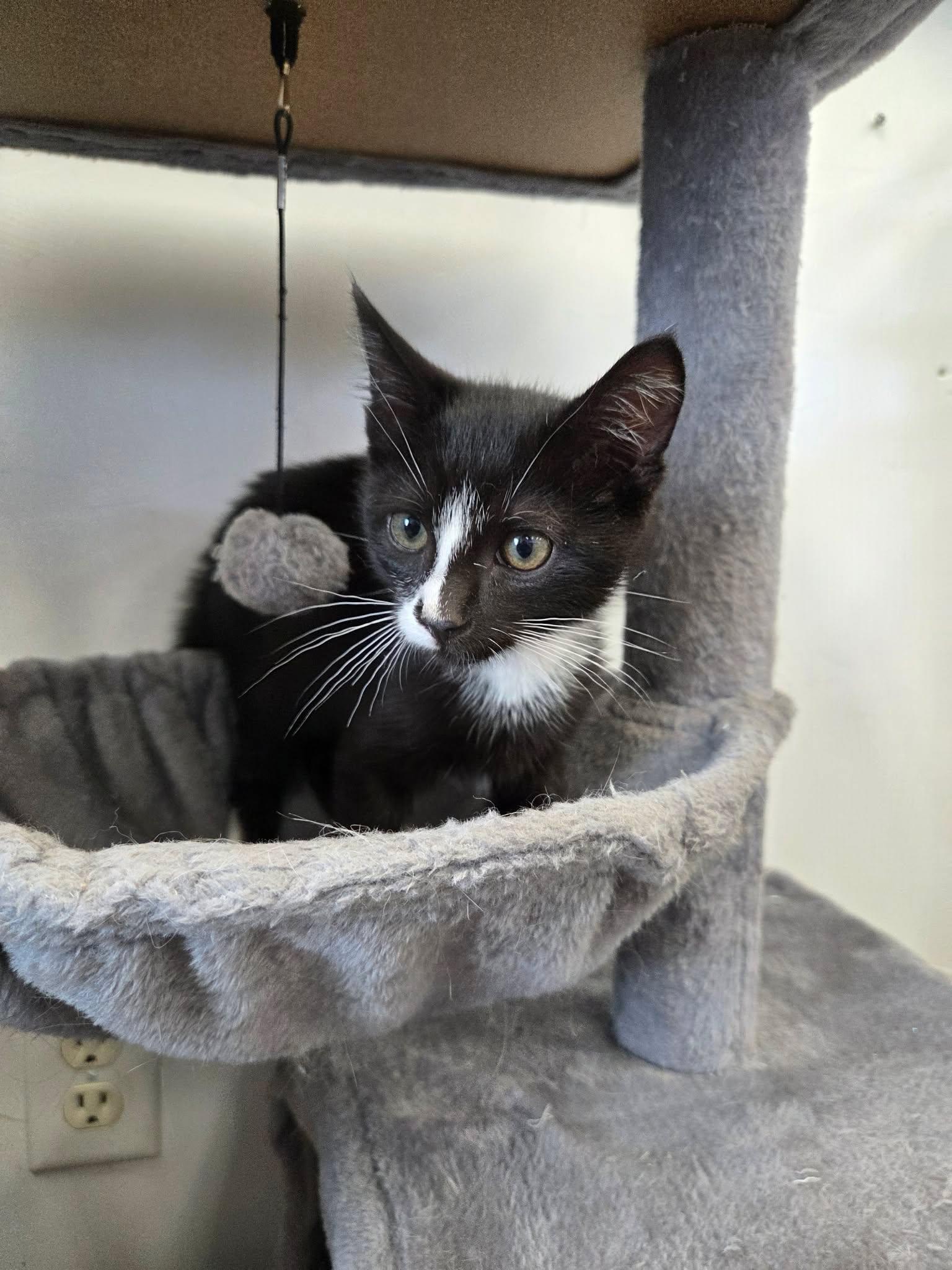 Zorro, a ADOPTABLE Domestic Short Hair in Roosevelt, UT image 2/3