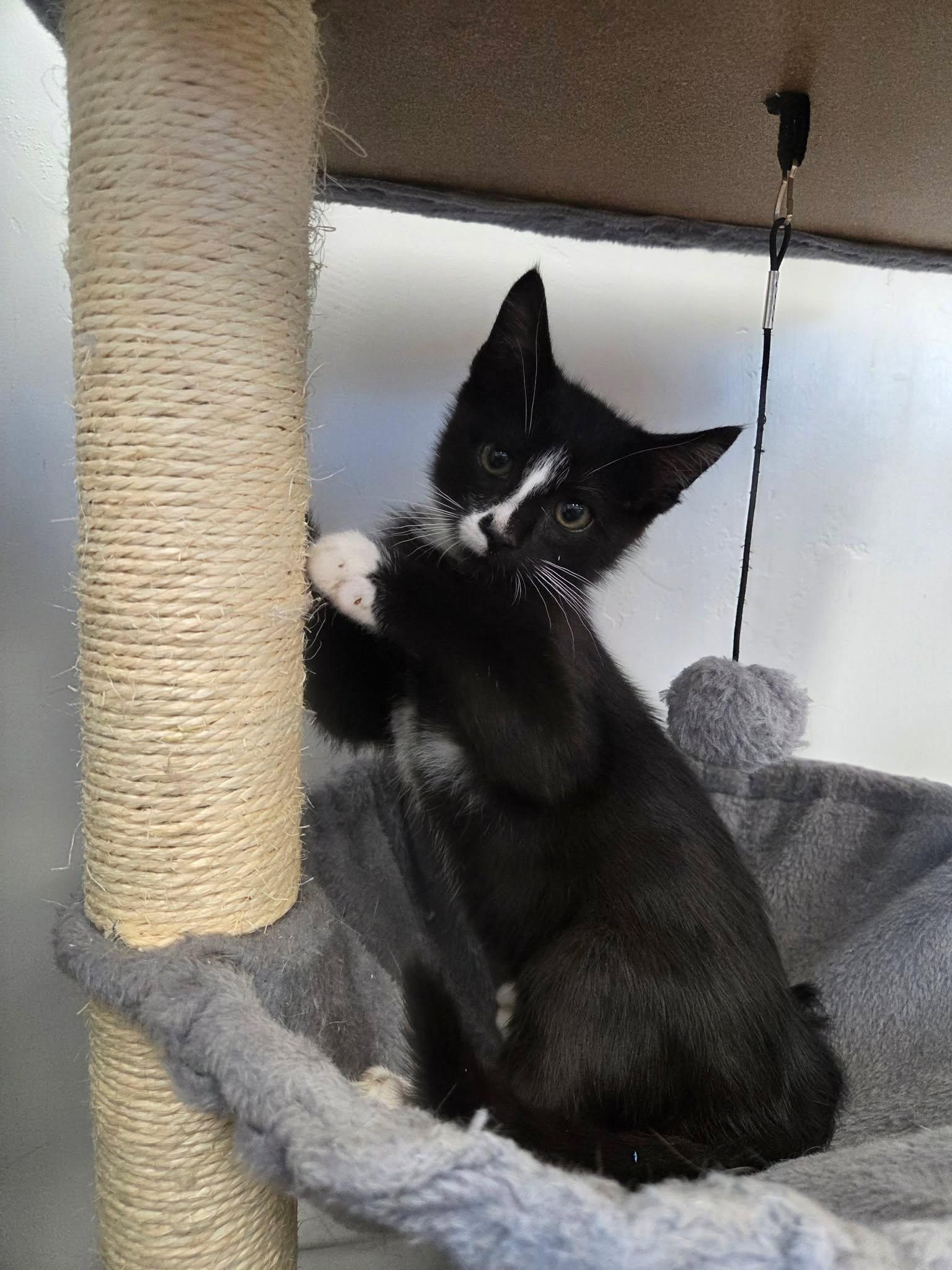Zorro, a ADOPTABLE Domestic Short Hair in Roosevelt, UT image 3/3