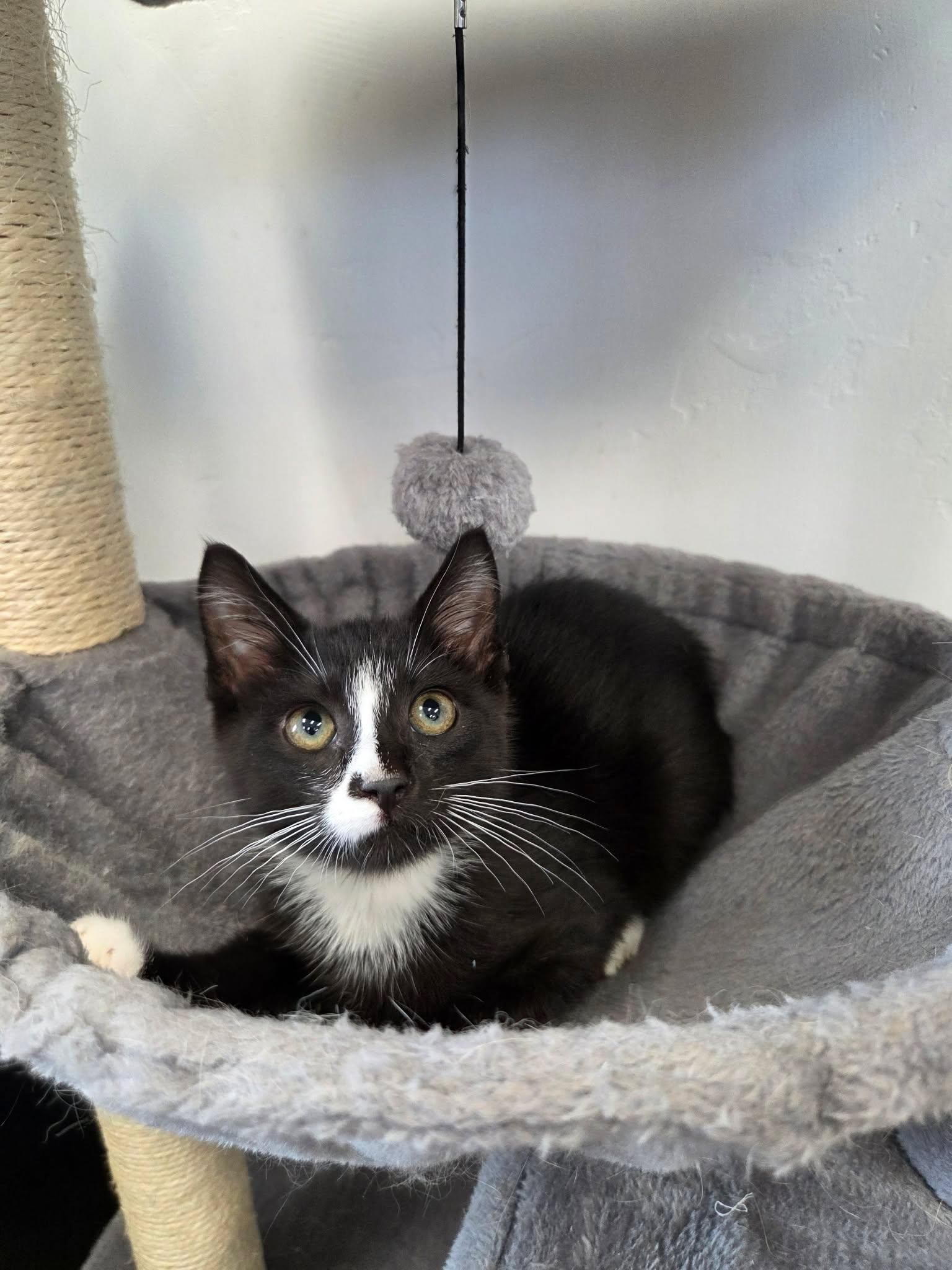 Zorro, ADOPTABLE, Young Male Domestic Short Hair.