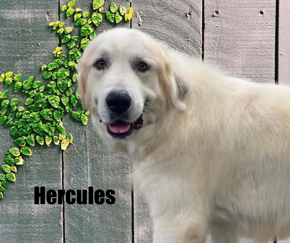 Enlarge Hercules, a Adoptable Great Pyrenees in Marshville, NC image 3/4