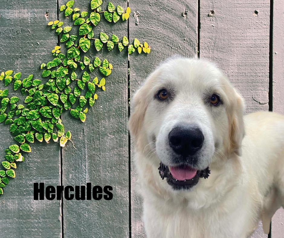 Hercules, Adoptable, Adult Male Great Pyrenees.