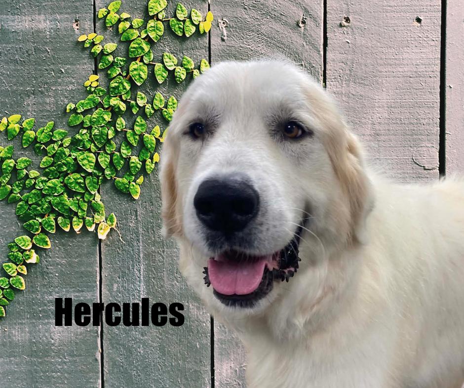 Enlarge Hercules, a Adoptable Great Pyrenees in Marshville, NC image 4/4