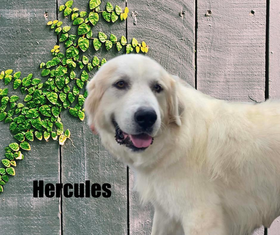 Enlarge Hercules, a Adoptable Great Pyrenees in Marshville, NC image 2/4